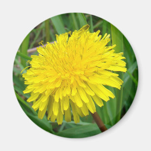F45 Paardenbloem "Taraxacum officinale" Magneet