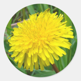 F45 Paardenbloem "Taraxacum officinale" Ronde Sticker