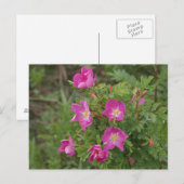 F46 Wilde Rozen Briefkaart (Voorkant / Achterkant)