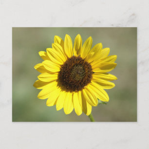 F47 Gele Wilde Bloem Gewone Eenjarige Zonnebloem Briefkaart