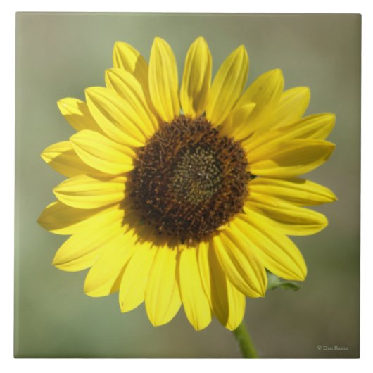 F47 Gele wilde bloem Vaak Zonnebloem Tegeltje (Voorkant)