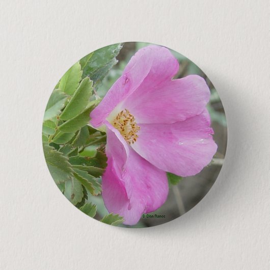 F4 Alberta Wilde Roos Ronde Button 5,7 Cm (Voorkant)