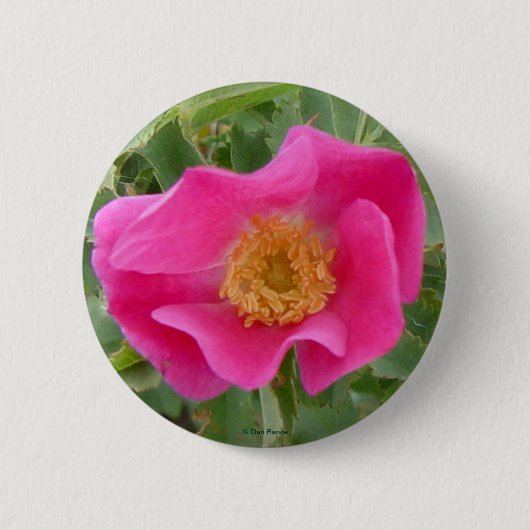 F4 Alberta Wilde Roos Ronde Button 5,7 Cm (Voorkant)