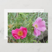 F4 Alberta Wilde Rozen Briefkaart (Voorkant / Achterkant)