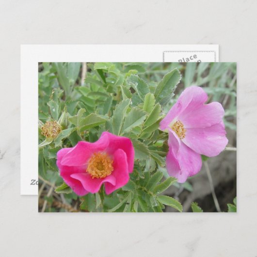 F4 Alberta Wilde Rozen Briefkaart (Voorkant / Achterkant)