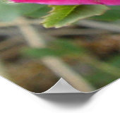 F4 Alberta Wilde Rozen Poster (Hoek)