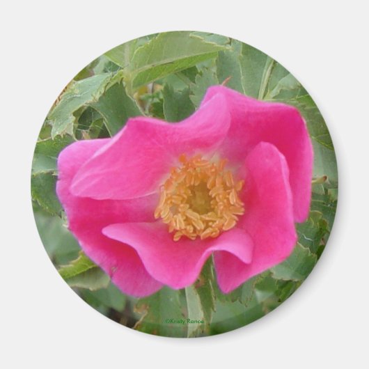 F4 Wilde Roos Magneet (Voorkant)