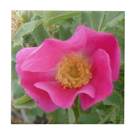 F4a Wilde Roos Tegeltje (Voorkant)