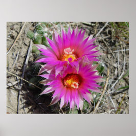 F5 Bal Cactus Bloem "Escobaria vivipara" Poster