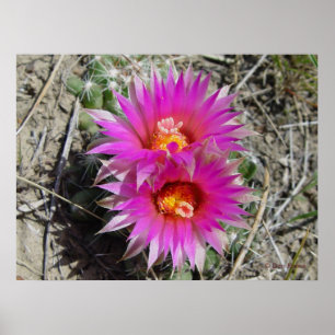 F5 Bal Cactus Bloem "Escobaria vivipara" Poster