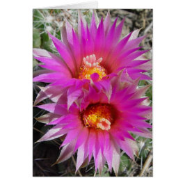 F5 Ball Cactus Bloemen "Escobaria vivipara"