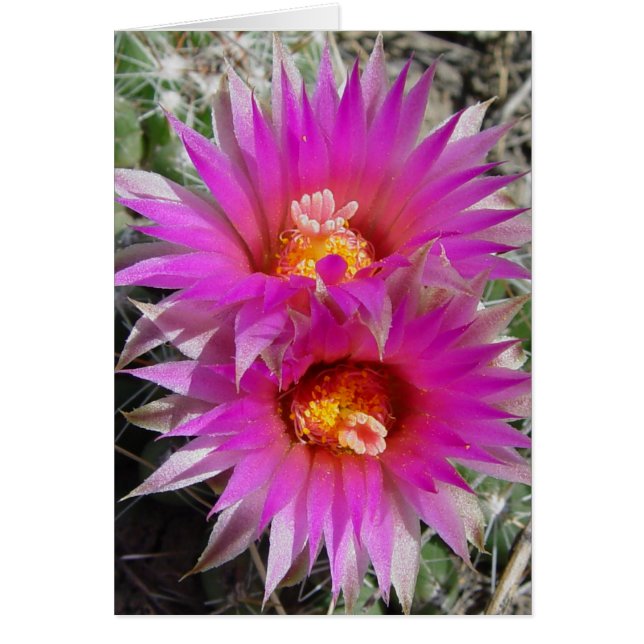 F5 Ball Cactus Bloemen "Escobaria vivipara" (Voorkant)