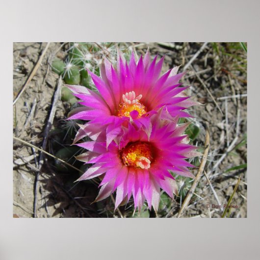 F5 Ball Cactus Flower "Escobaria vivipara" Poster (Voorkant)