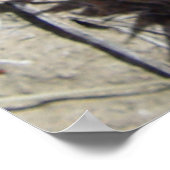 F5 Ball Cactus Flower "Escobaria vivipara" Poster (Hoek)