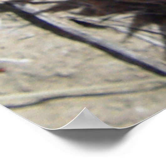 F5 Ball Cactus Flower "Escobaria vivipara" Poster (Hoek)