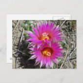 F5 Ball Cactus Flowers "Escobaria vivipara" Briefkaart (Voorkant / Achterkant)