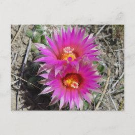 F5 Ball Cactus Flowers "Escobaria vivipara" Briefkaart