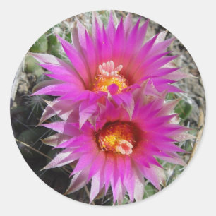 F5 Ball Cactus Flowers "Escobaria vivipara" Ronde Sticker