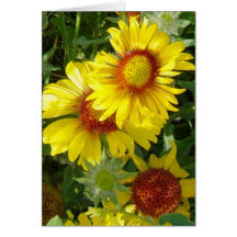 F6 Gele wilde bloemen Gaillardia