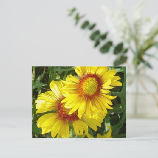 F6 Gele wilde bloemen Gaillardia Briefkaart (Staand voorkant)