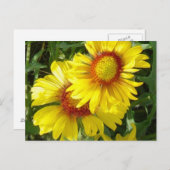 F6 Gele wilde bloemen Gaillardia Briefkaart (Voorkant / Achterkant)