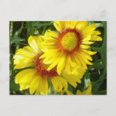 F6 Gele wilde bloemen Gaillardia Briefkaart (Voorkant)
