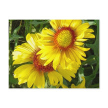 F6 Gele wilde bloemen Gaillardia