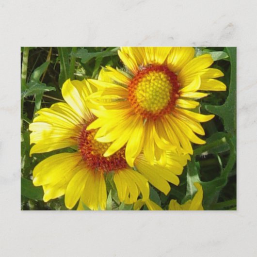 F6 Gele wilde bloemen Gaillardia Briefkaart (Voorkant)