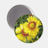 F6 Gele wilde bloemen Gaillardia Magneet (Voorkant / Achterkant)