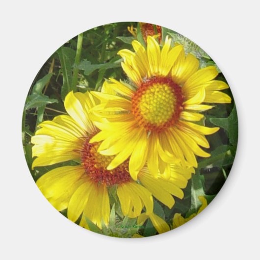 F6 Gele wilde bloemen Gaillardia Magneet (Voorkant)
