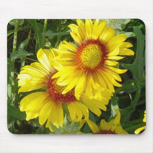 F6 Gele wilde bloemen Gaillardia Muismat (Voorkant)