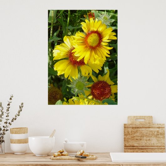 F6 Gele wilde bloemen Gaillardia Poster (Keuken)