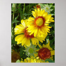 F6 Gele wilde bloemen Gaillardia
