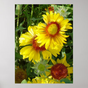 F6 Gele wilde bloemen Gaillardia Poster