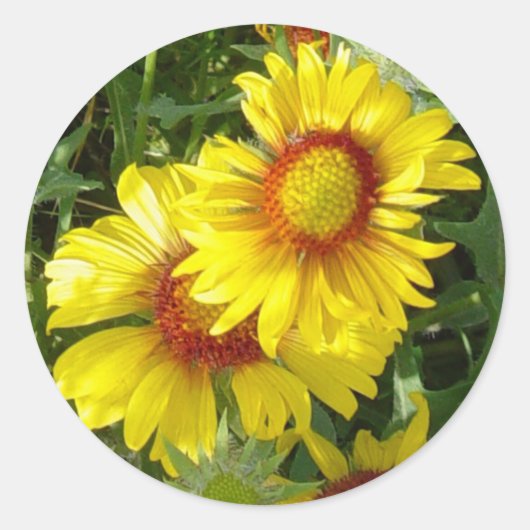 F6 Gele wilde bloemen Gaillardia Ronde Sticker (Voorkant)