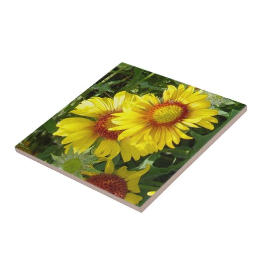 F6 Gele wilde bloemen Gaillardia Tegeltje (Zijkant)