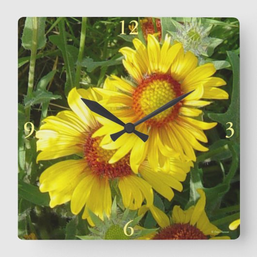 F6 Gele wilde bloemen Gaillardia Vierkante Klok (Voorkant)