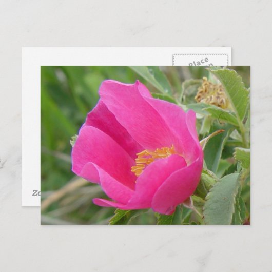 F7 Alberta Wild Roos Briefkaart (Voorkant / Achterkant)