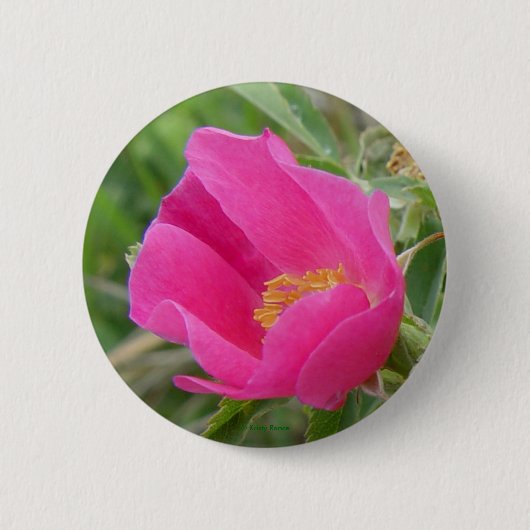 F7 Alberta Wilde Roos Ronde Button 5,7 Cm (Voorkant)