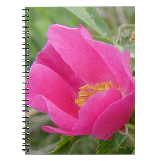 F7 Wild Roos Bright roze bloesem Notitieboek (Voorkant)