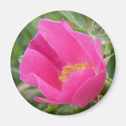 F7 Wilde Roos Magneet (Voorkant)