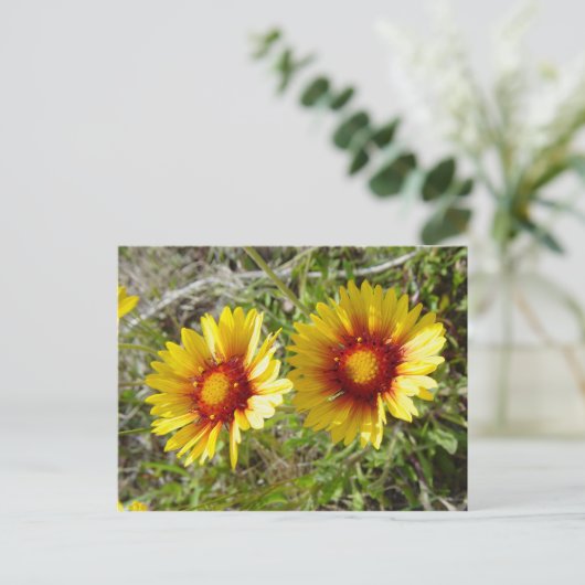 F8 Gele wilde bloem Gaillardia Briefkaart (Staand voorkant)