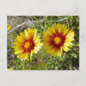 F8 Gele wilde bloem Gaillardia Briefkaart (Voorkant)