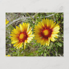F8 Gele wilde bloem Gaillardia Briefkaart