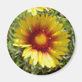 F8 Gele wilde bloem Gaillardia Magneet