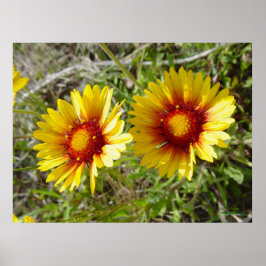 F8 Gele wilde bloem Gaillardia Poster
