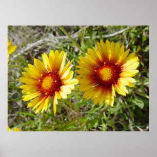 F8 Gele Wilde Bloem Gaillardia Poster