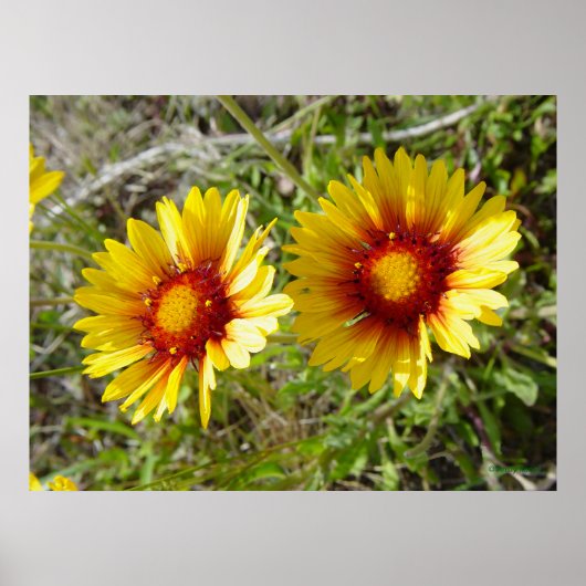 F8 Gele wilde bloem Gaillardia Poster (Voorkant)