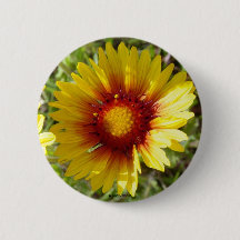 F8 Gele wilde bloemen Gaillardia