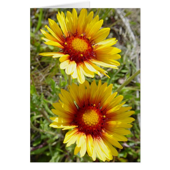 F8t Gele Wilde Bloemen Gaillardia (Voorkant)